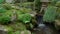 Japanese garden with decorated trees and koi fish pond