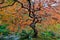Japanese Garden Lace Leaf Maple Tree in Fall Oregon USA