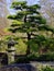 Japanese Garden landscaping detail