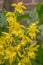 Japanese Garden orchid Calanthe sieboldii, bright yellow flowers