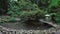 Japanese garden in the park, pond with floating red carp, walking bridges, tall trees and ferns