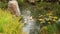 Japanese garden pond with shoals of brightly coloured fish