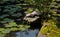 Japanese garden pond with turtles and water lily leaves