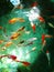 Japanese garden pool with swimming colorful fishes