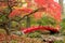 Japanese Garden and red bridge