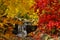 Japanese garden with red and yellow maple trees near a stream of water and tiny waterfall during colorful autumn