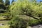 Japanese Garden in Seattle, WA. weeping willow tree with pond