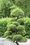 Japanese Garden in summer, exotic plants, Wroclaw, Poland