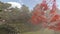 Japanese garden with sun rays breaking through