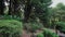 Japanese garden with variety of conifers growing on hillside, spruces, ferns