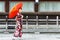 Japanese Geisha walking in a park during Cherry blossom festival