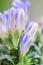 Japanese gentian Gentiana scabra Blue heart, budding flowers