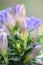 Japanese gentian Gentiana scabra Blue heart, buds and flowers