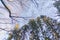 Japanese Giant Cedar Trees in Forest. Tall trees at Arashiyama in travel holidays vacation trip outdoors in Japan. Tall trees in