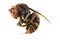 Japanese giant hornet