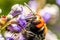 Japanese Giant Hornet Vespa Mandarinia Japonica Gathers Flower Pollen