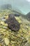 Japanese Giant Salamander Walking on River Bottom