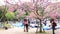 Japanese Girls make photose against pink blooming sakura