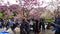 Japanese girls make selfie under cherry blossom tree, Tokyo, Japan