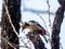 Japanese great spotted woodpecker in a tree 2