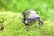 Japanese great stag beetle