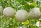 Japanese green cantaloupe. Fresh melon on tree in garden