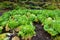 Japanese green Lettuce in the farm