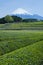 Japanese green tea plantation and Mt. Fuji