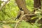 Japanese Grosbeak (Eophona personata)