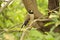 Japanese Grosbeak (Eophona personata)