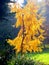 Japanese hanging larch in autumn colors in full back light