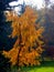 Japanese hanging larch in autumn colors in full back light 2