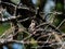 Japanese Hawfinch perched in a forest tree 4