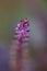 Japanese herb Perilla flowers
