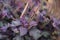 Japanese herb Perilla flowers