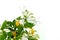 Japanese honeysuckle flowers over white