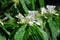 Japanese Honeysuckle Lonicera japonica, golden and silver honeysuckle flowers close up branch