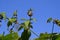 Japanese hop ( Humulus japonicus ) fruits. Cannabaceae dioecious annual vine.