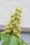 Japanese horse chestnut flowers