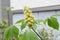 Japanese horse chestnut flowers