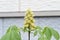 Japanese horse chestnut flowers