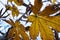 Japanese horse chestnut leaves and the sky