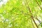 Japanese horsechestnut ( Aesculus turbinata ) tree.