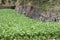 Japanese horseradish Wasabi field