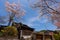 Japanese house with cherry blossom or sakura