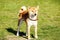 Japanese hunting dog Shiba Inu stands on the green grass