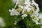 Japanese Hydrangea (Hydrangea petiolaris). Inflorescence Closeup Climbing