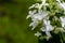 Japanese Hydrangea (Hydrangea petiolaris). Inflorescence Closeup Climbing