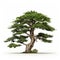 Japanese-inspired 3d Cedar Tree Image With Distinctive Character Design