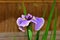 Japanese Iris flower.